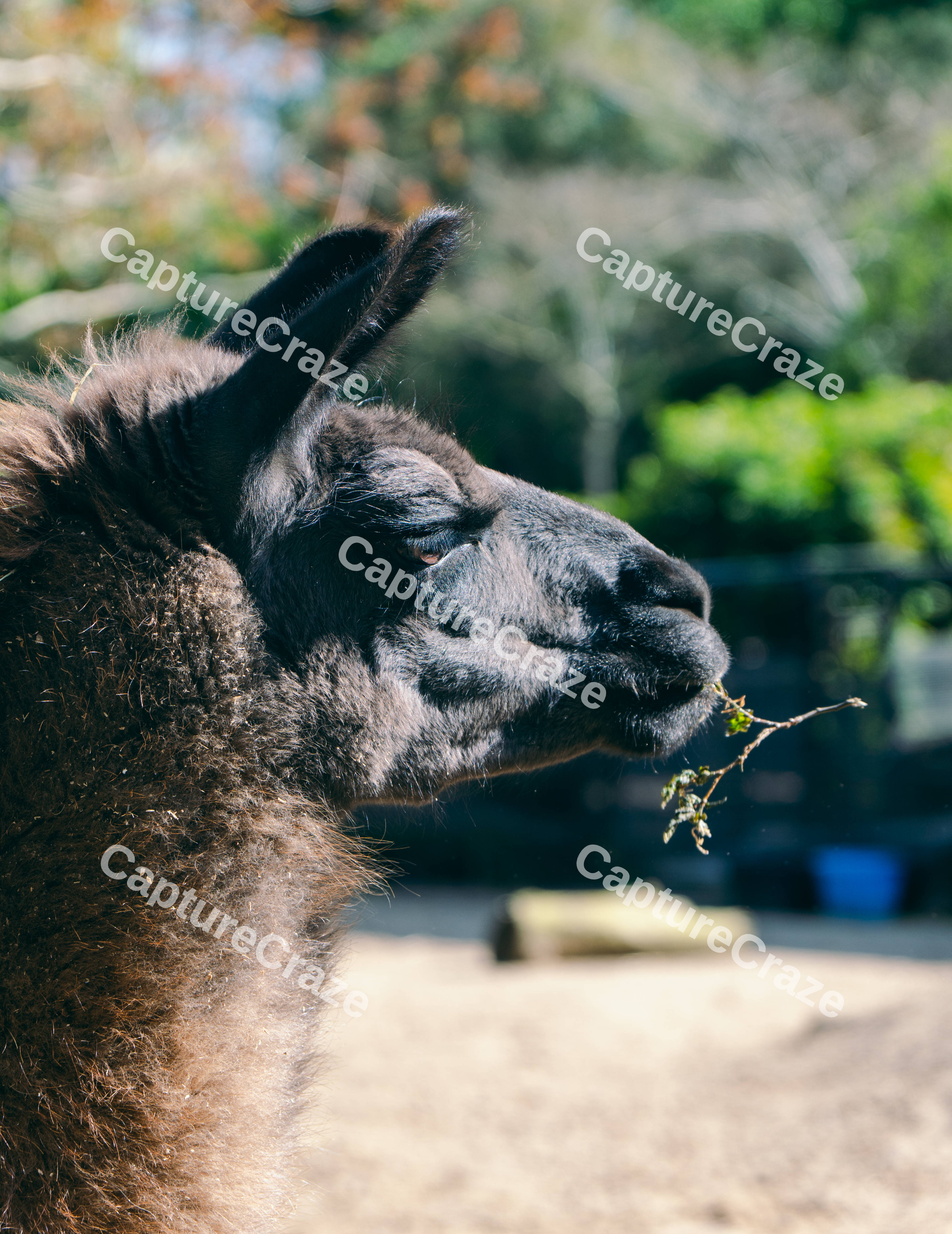 Llama Head